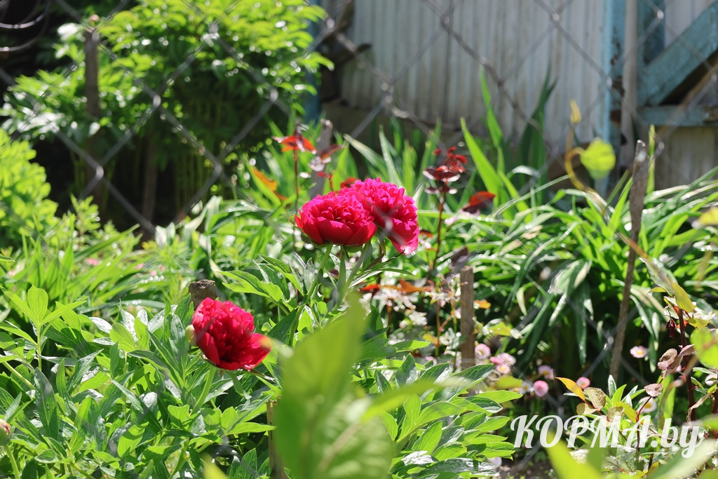 6a198e39741bb_0V3A7300.JPG
